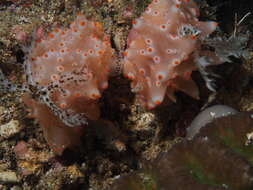 Image of Orange spot white lumpy slug