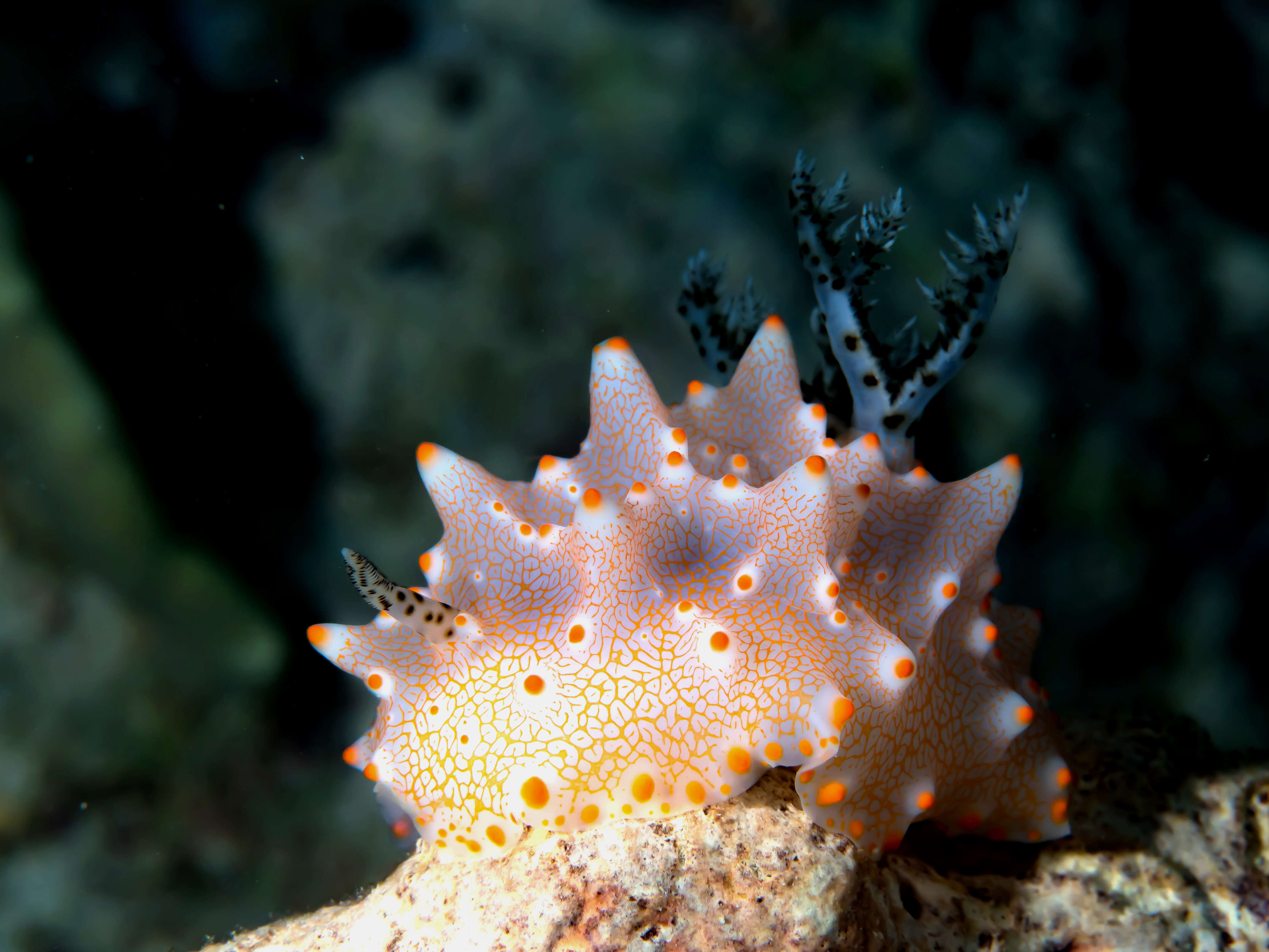 Image of Orange spot white lumpy slug