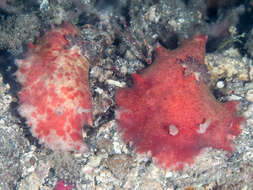 Image de Platydoris cinereobranchiata Dorgan, Valdés & Gosliner 2002