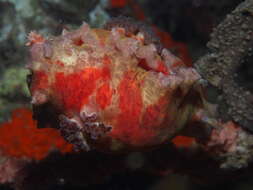 Image de Platydoris cinereobranchiata Dorgan, Valdés & Gosliner 2002