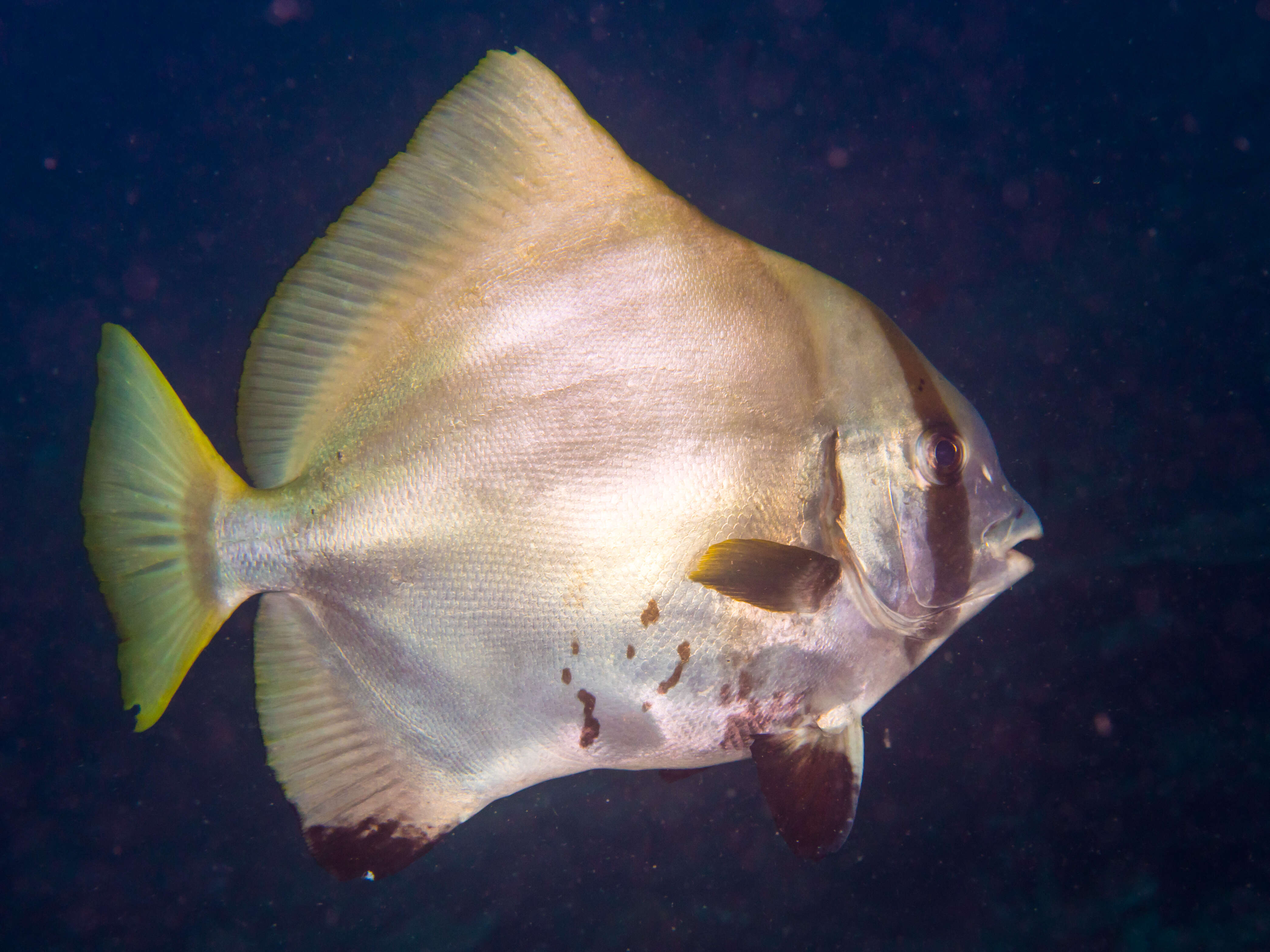 Image of Humpback batfish