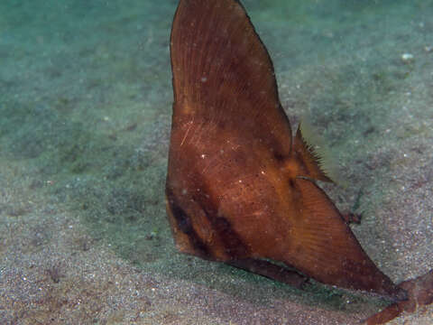 Image of Orbicular batfish