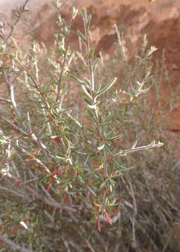 Imagem de Cercocarpus intricatus S. Wats.