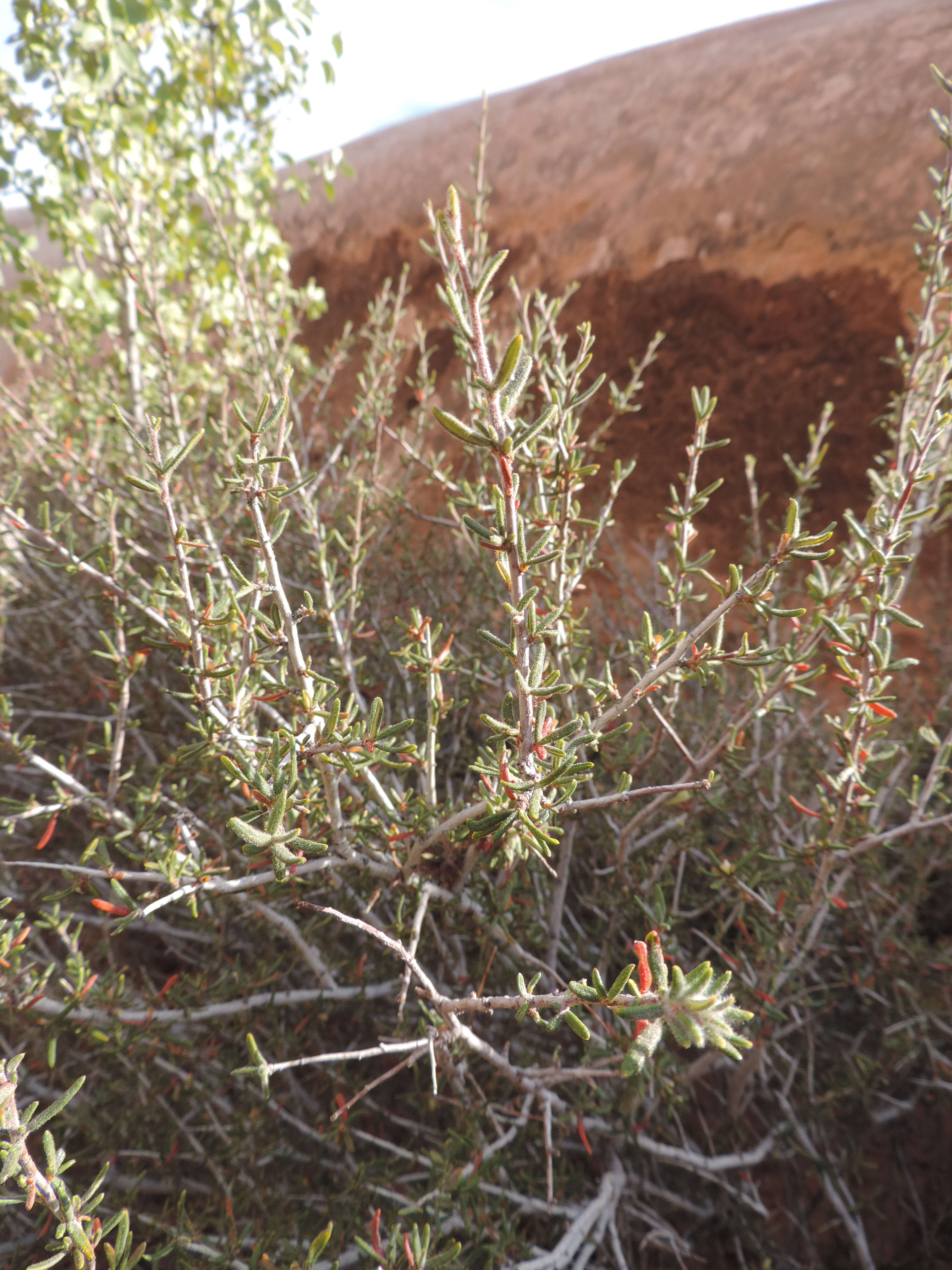 Image of littleleaf mountain mahogany