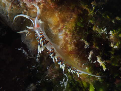 Image of White tipped red and white slug