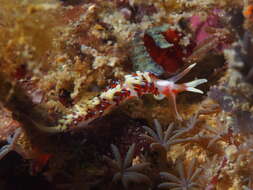 Image of White tipped red and white slug