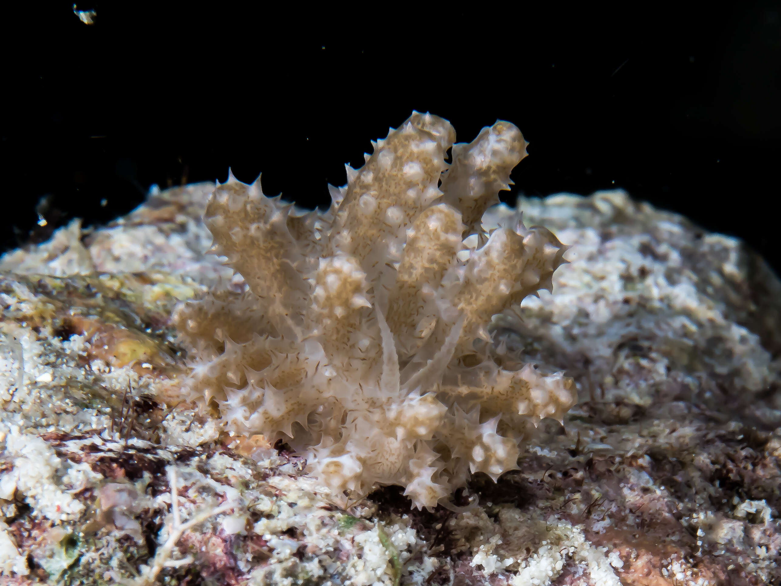 Image of Phyllodesmium koehleri Burghardt, Schrödl & Wägele 2008