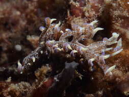 Image of Phyllodesmium macphersonae (Burn 1962)