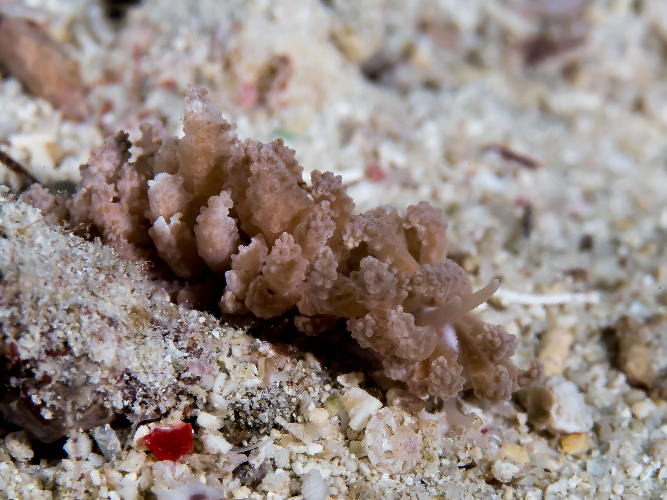 Image of Phyllodesmium tuberculatum Moore & Gosliner 2009