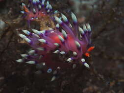 Image of Whitetip purple cerrata pink slug