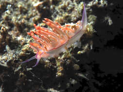 Coryphellina rubrolineata O'Donoghue 1929 resmi