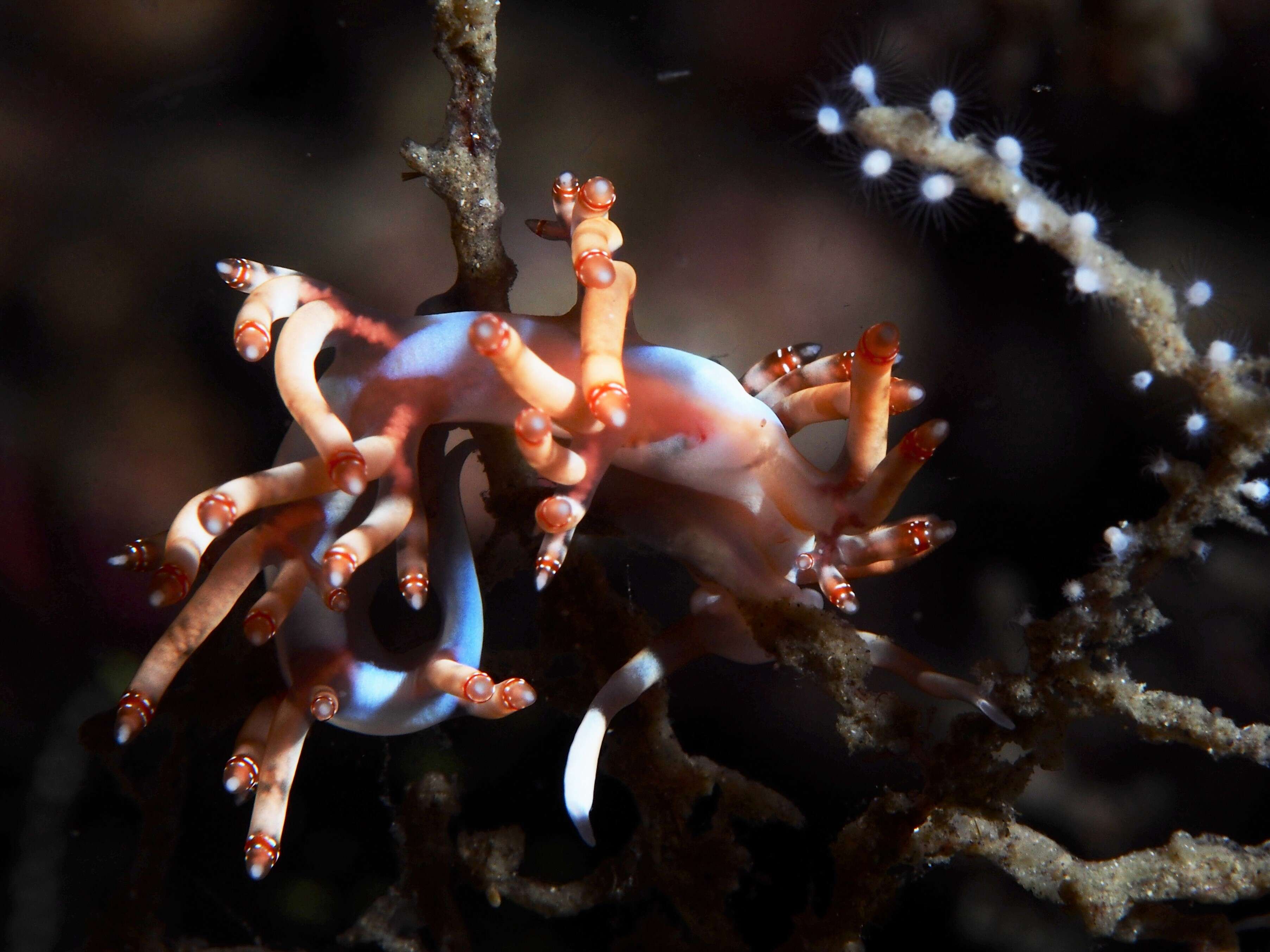 Image of Beautiful red-ring pastel slug