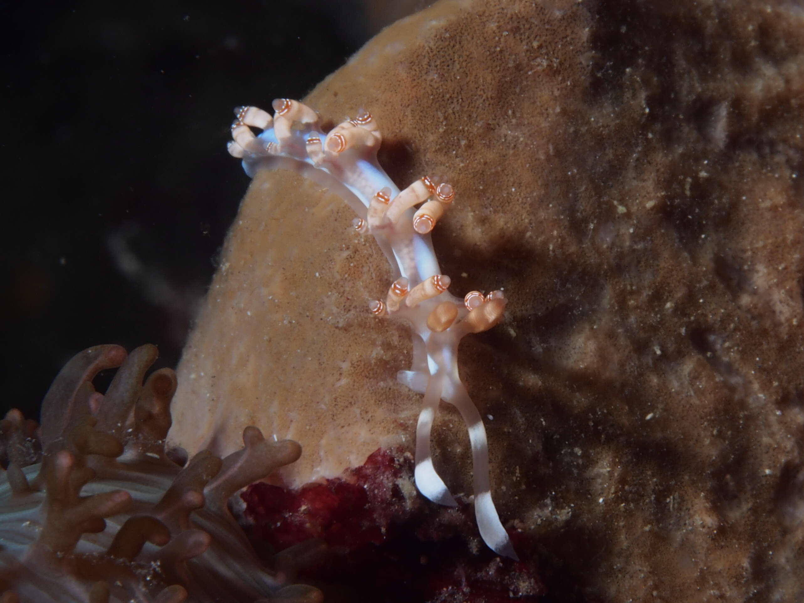 Image of Beautiful red-ring pastel slug