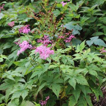 Image of Filipendula multijuga Maxim.