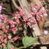 Image of Filipendula multijuga Maxim.