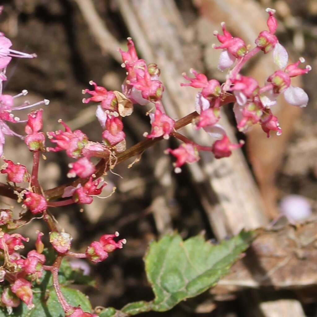 Image of Filipendula multijuga Maxim.