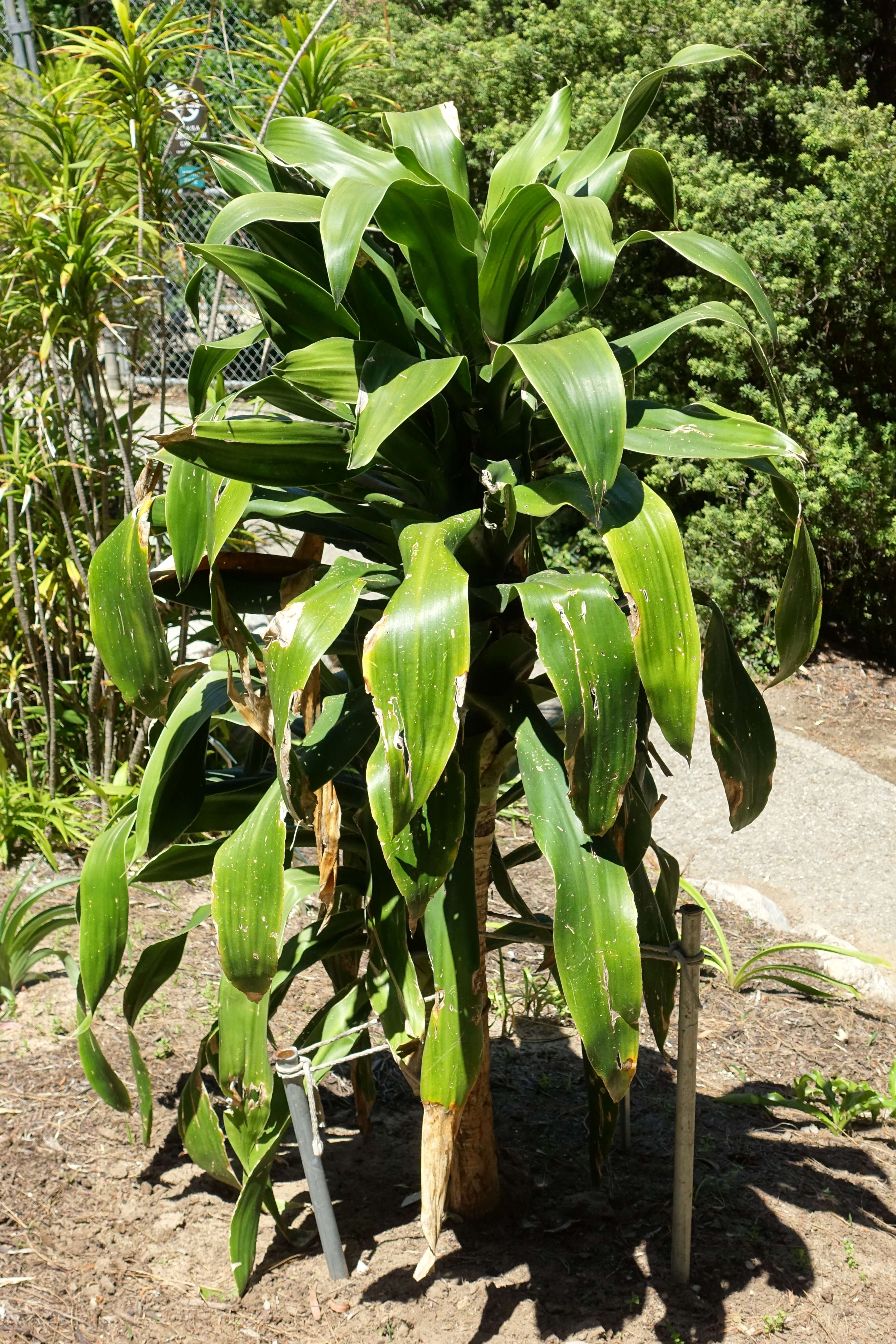 Image of large-leaved dragon tree