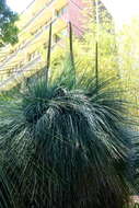 Image of Xanthorrhoea glauca D. J. Bedford