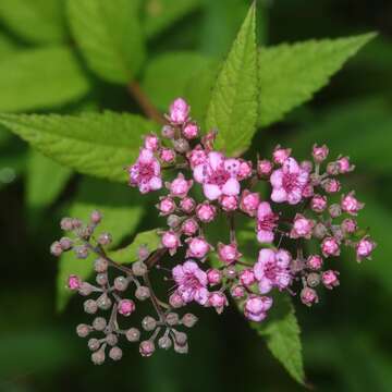 Image of Japanese meadowsweet