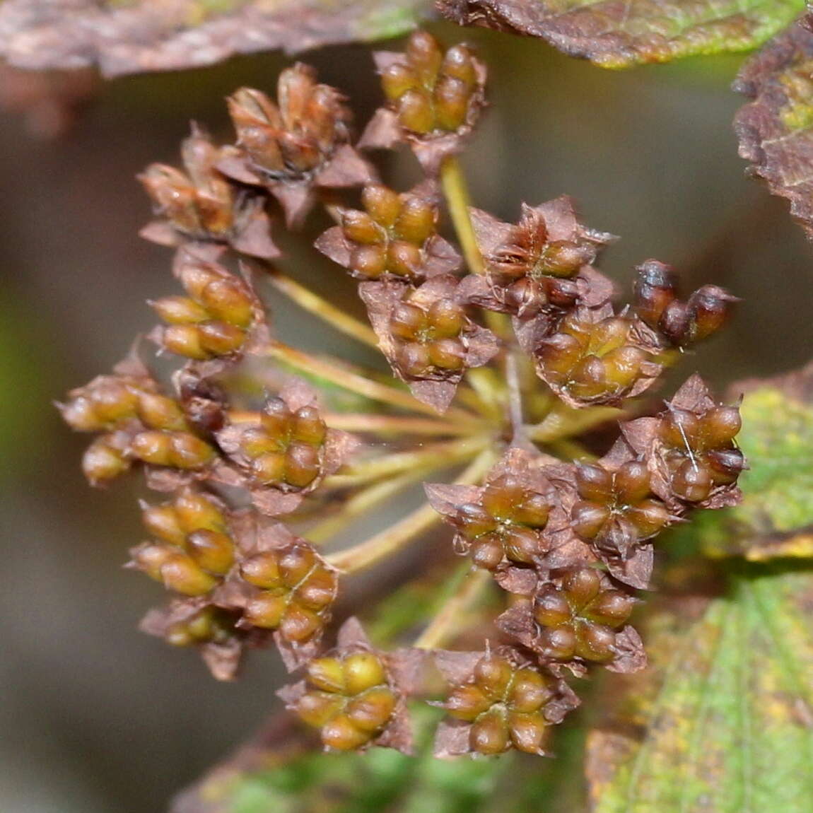 Image of Japanese meadowsweet