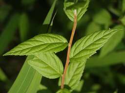 Image of Japanese meadowsweet