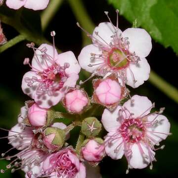 Image of Japanese meadowsweet