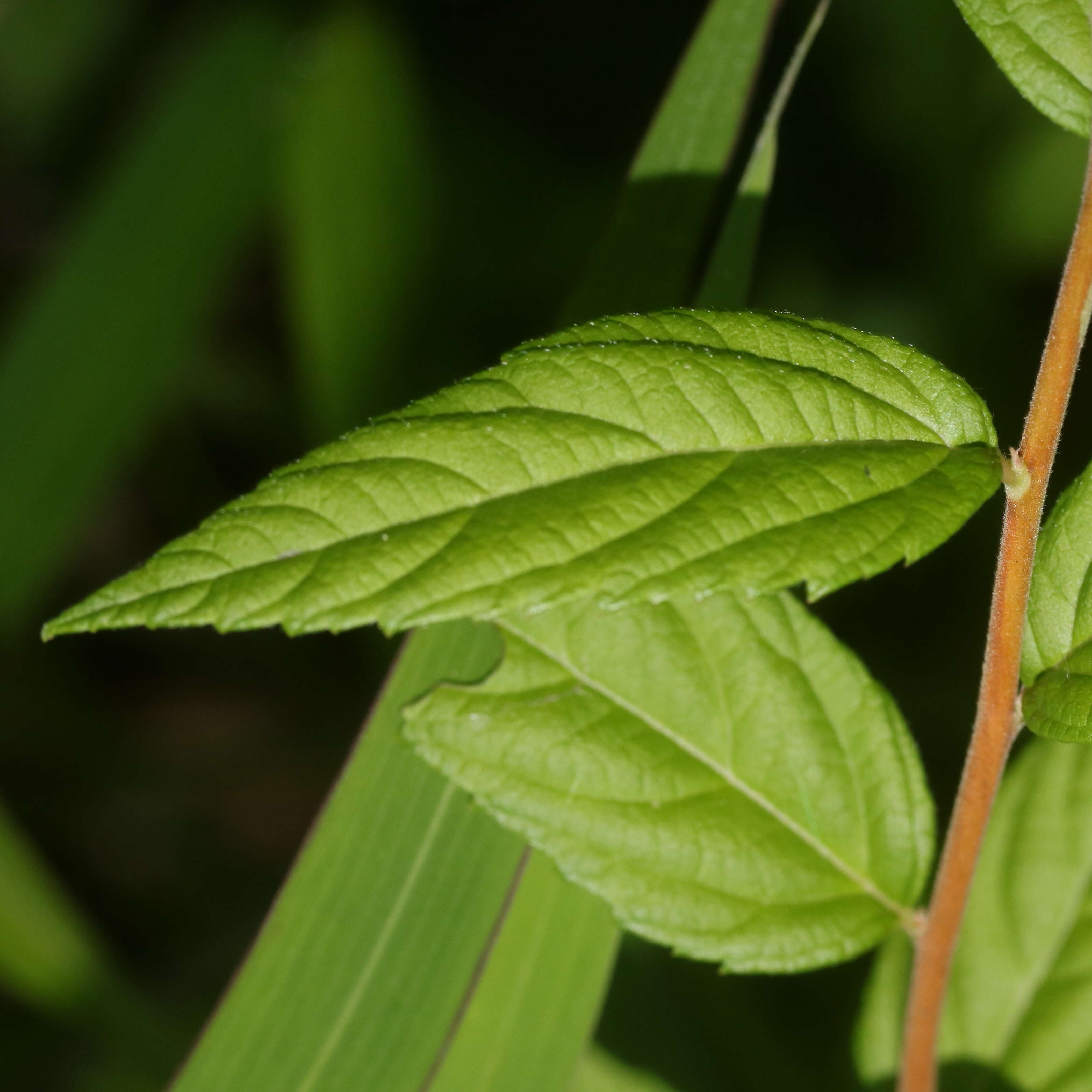 Image of Japanese meadowsweet