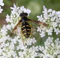 Image of Sericomyia chrysotoxoides Macquart 1842