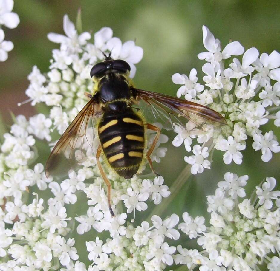 Image of Sericomyia chrysotoxoides Macquart 1842