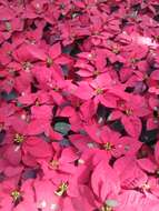 Image of poinsettia