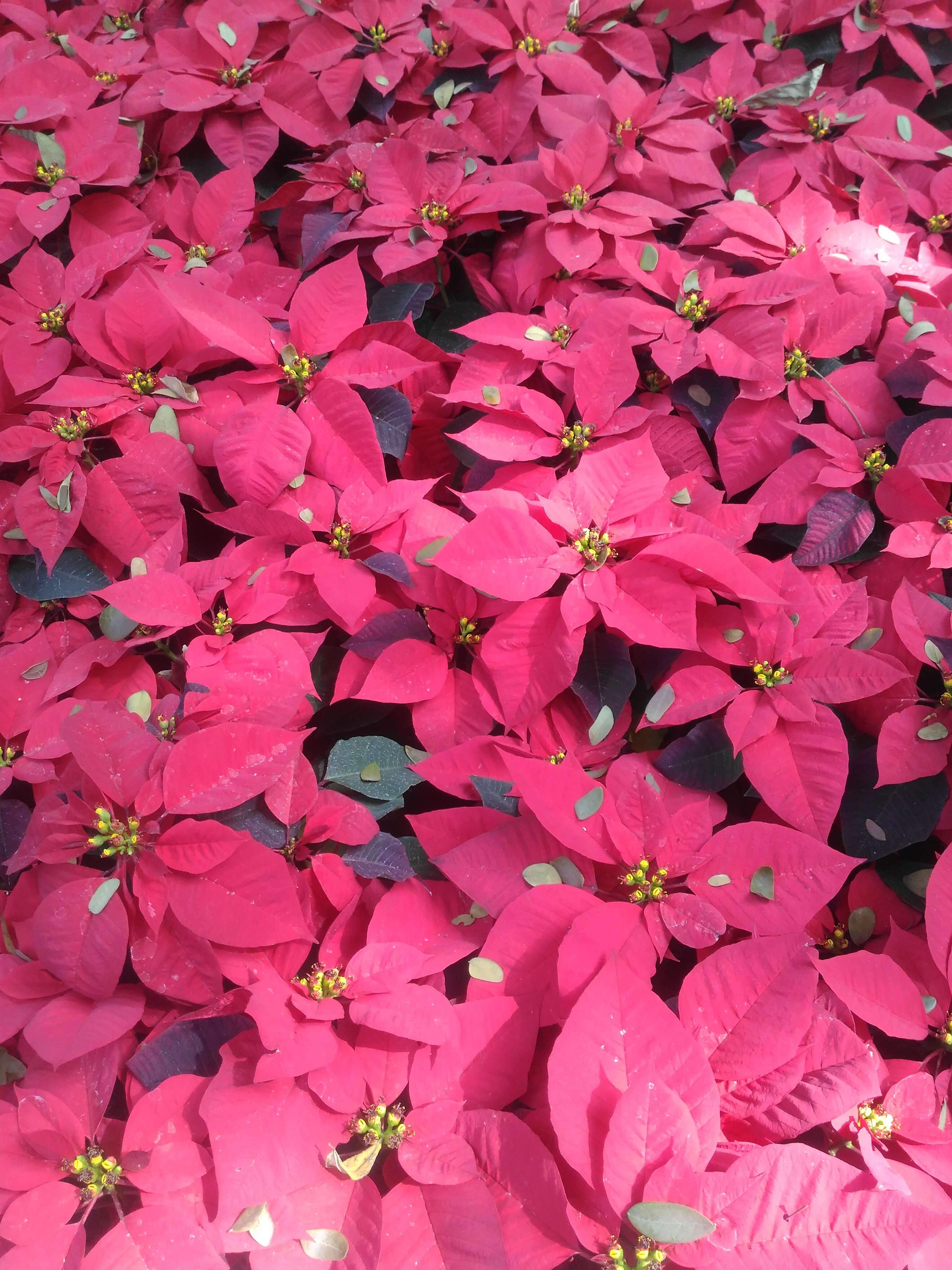 Image of poinsettia