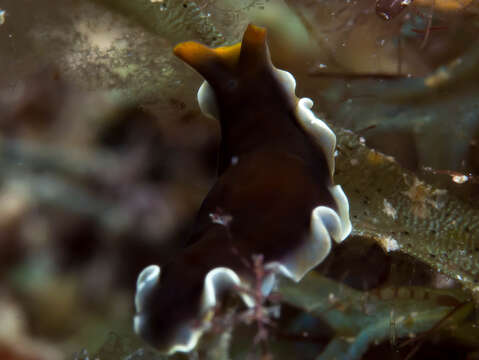 Image of white and purple flatworm