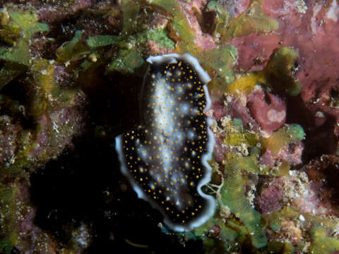 Image of Yellow papillae flatworm