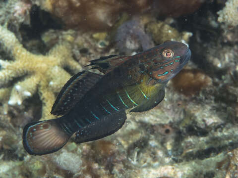 Image of Amblygobius semicinctus