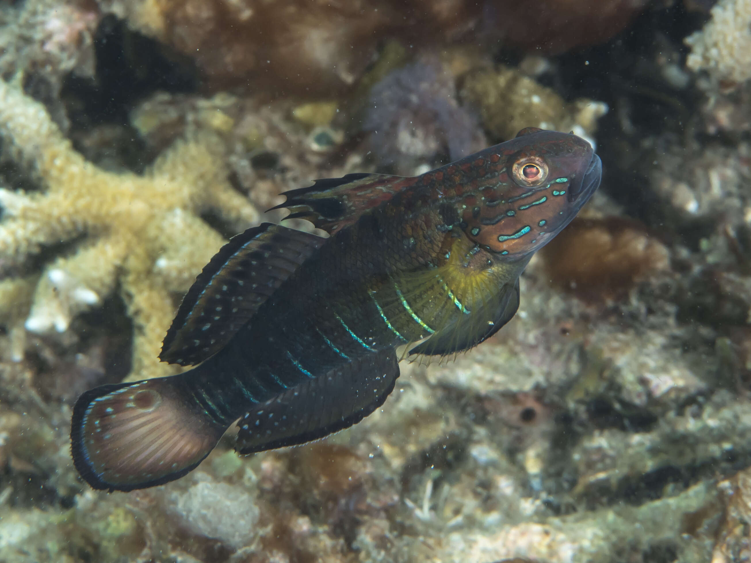 Imagem de Amblygobius phalaena (Valenciennes 1837)