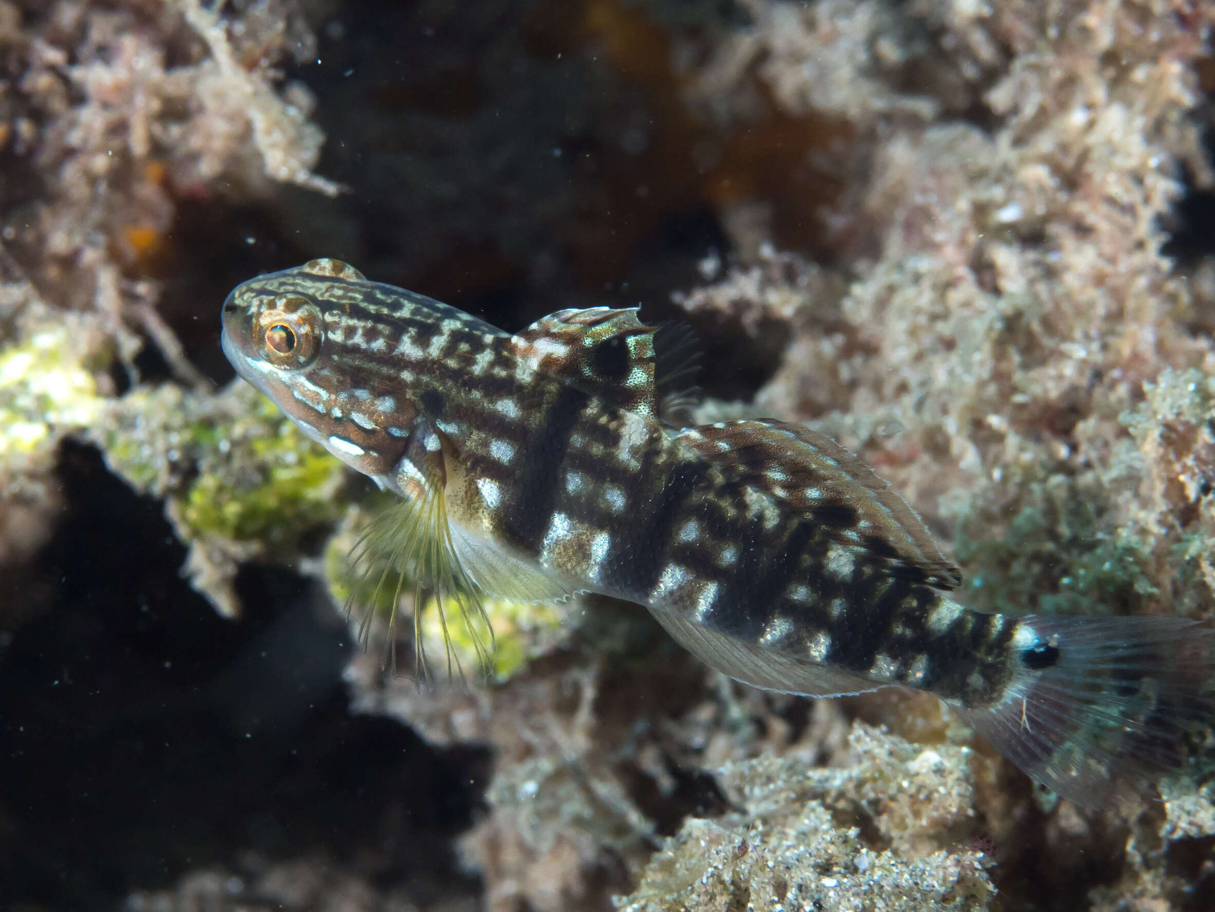 Imagem de Amblygobius phalaena (Valenciennes 1837)