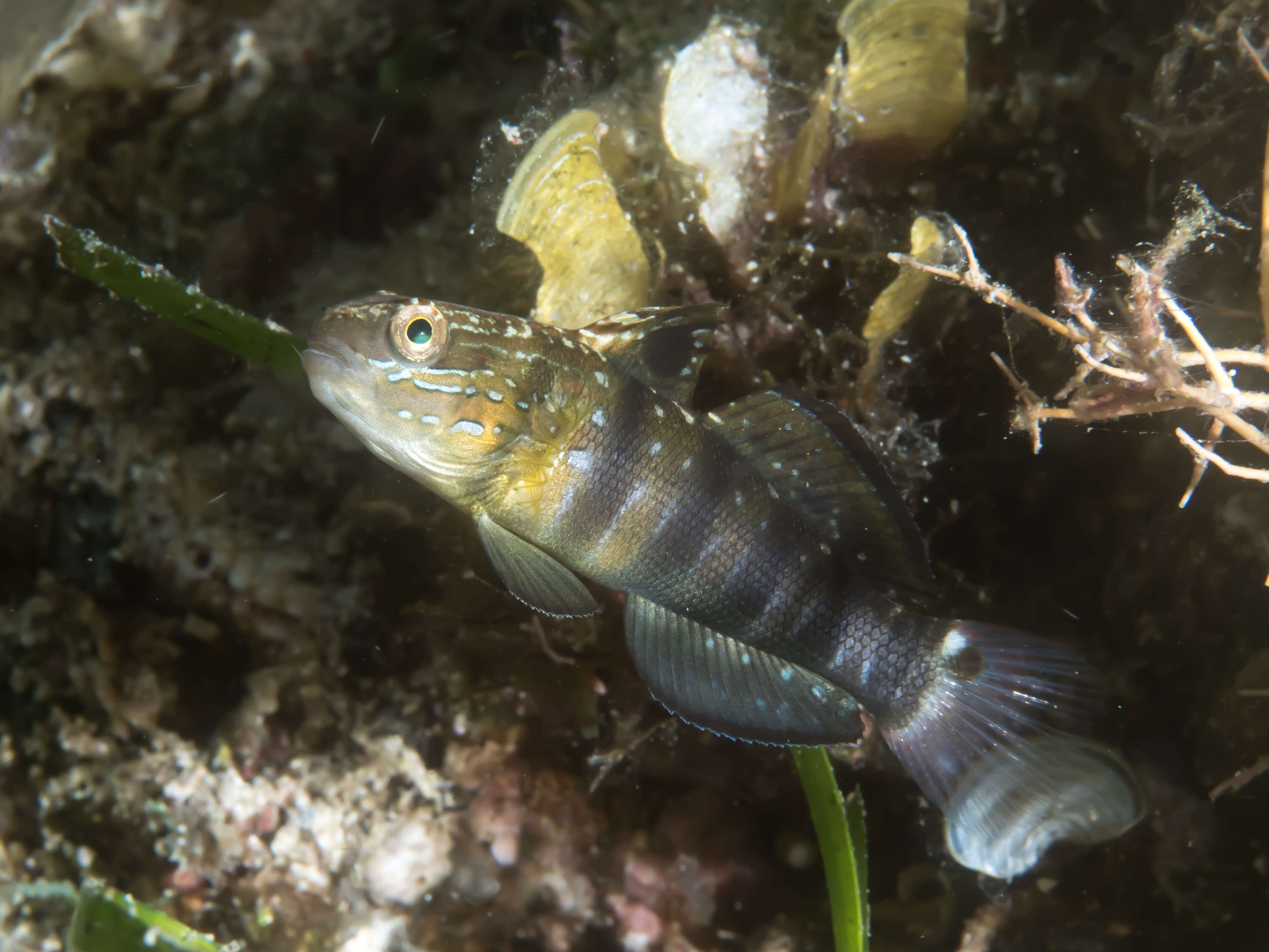 Imagem de Amblygobius phalaena (Valenciennes 1837)