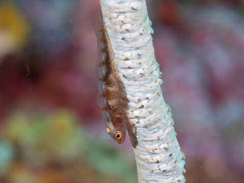 Image of Whip coral goby