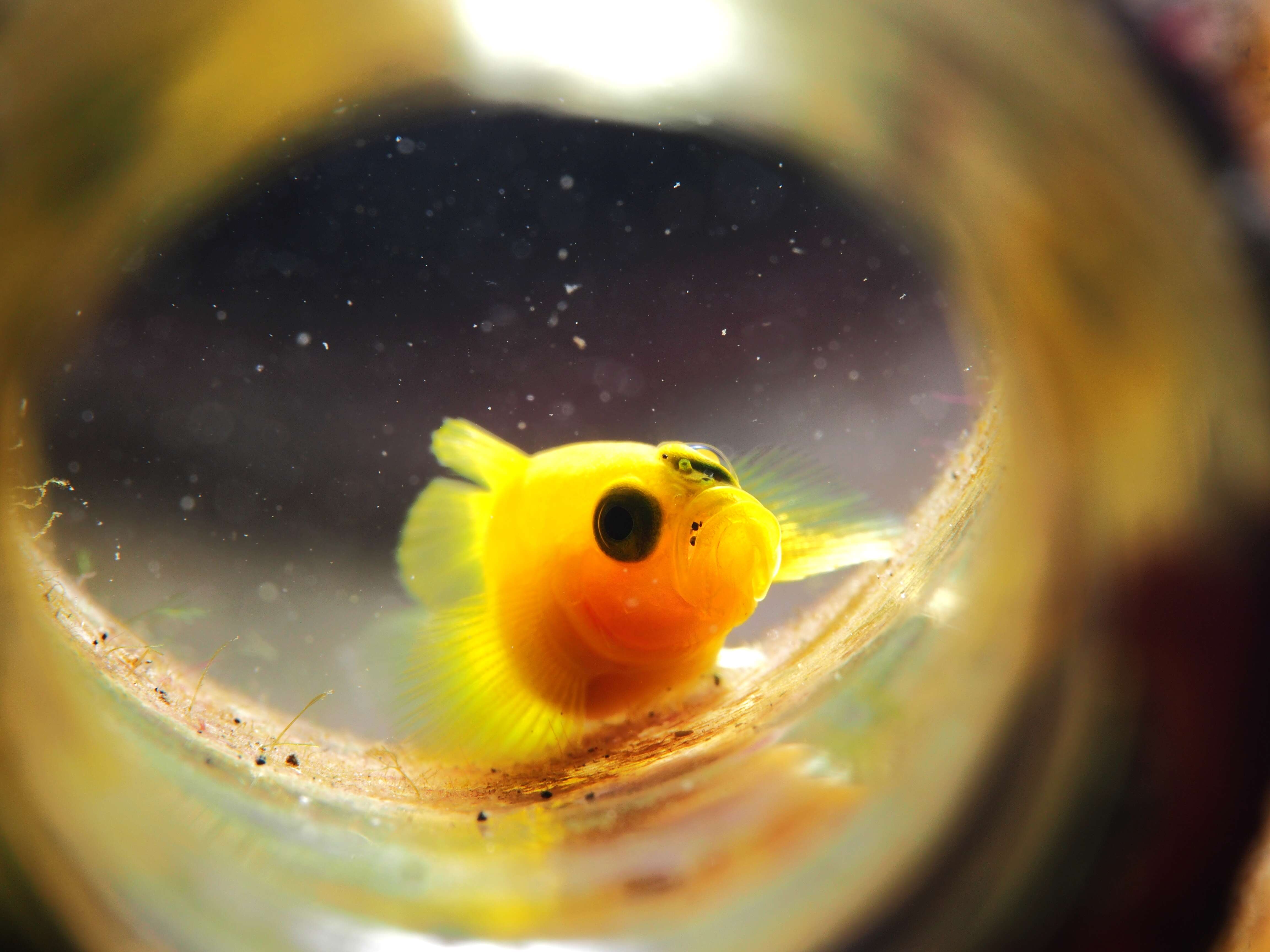 Image of Yellow clown goby