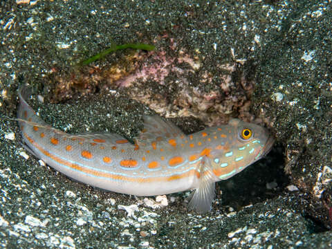 Image of Maiden goby