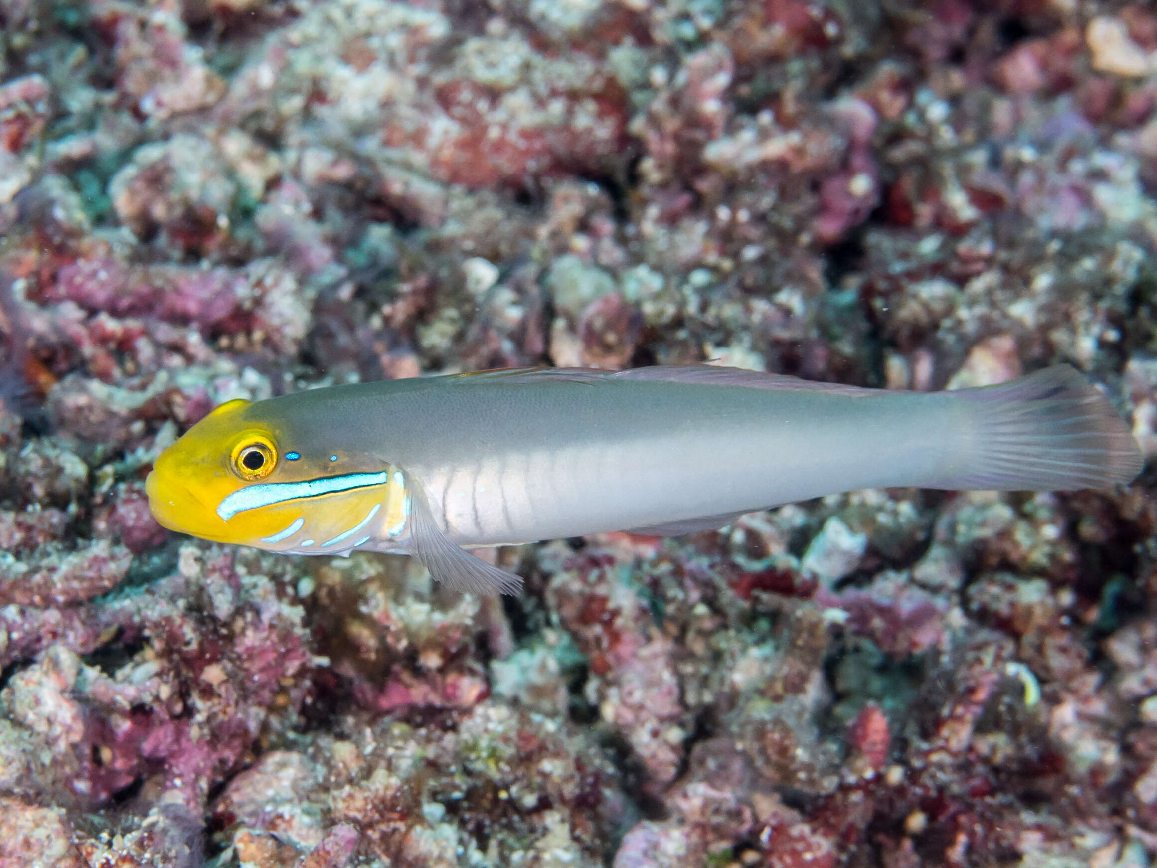 Image of Blueband goby