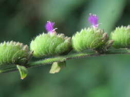 Image of Pogostemon purpurascens Dalzell