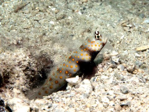 Image of Spotted prawn goby