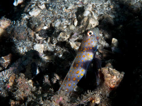 Image of Spotted prawn goby