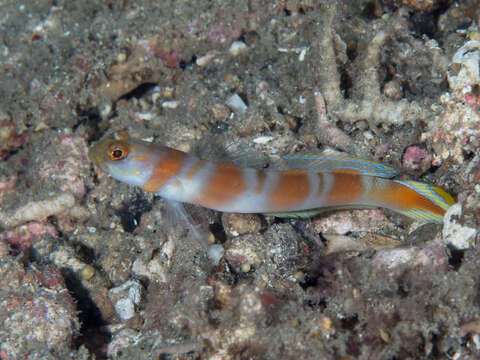 Image of Flagtail shrimpgoby