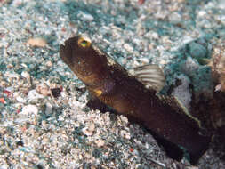 Image of Y-bar shrimp goby