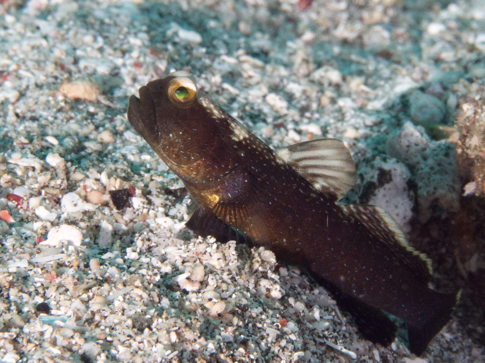 Image of Y-bar shrimp goby