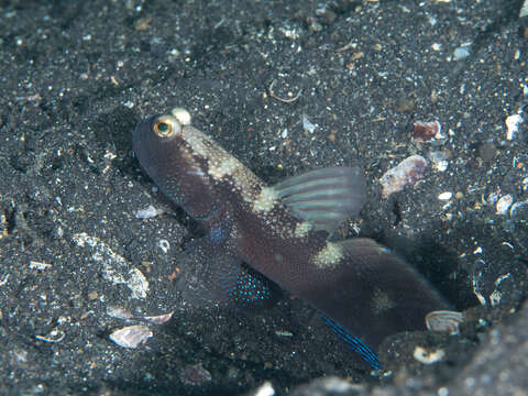 Image of Y-bar shrimp goby