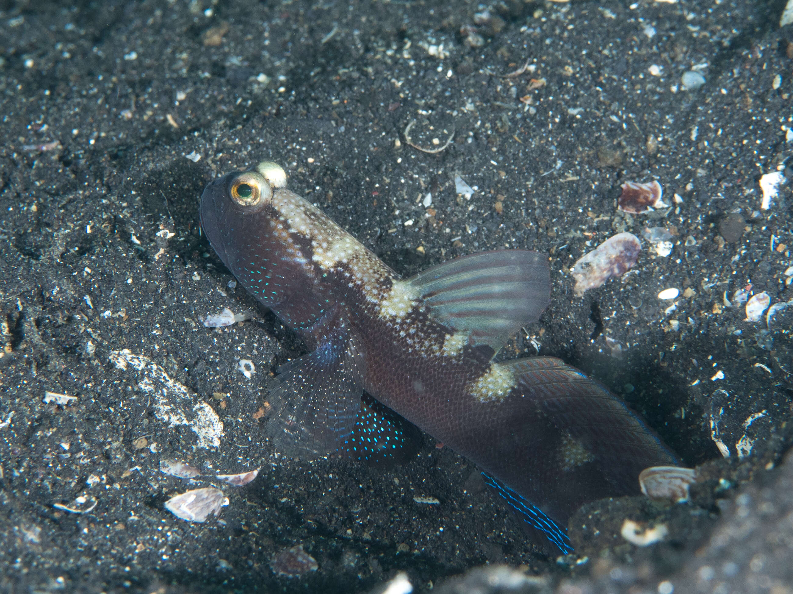 Image of Y-bar shrimp goby