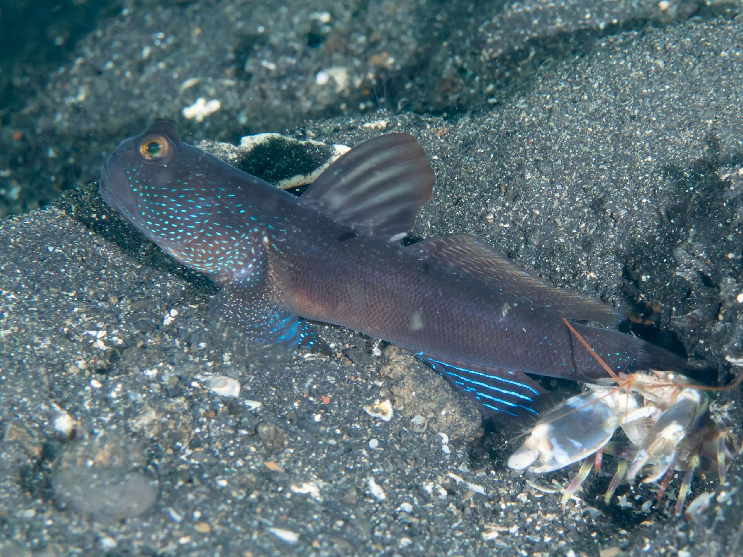 Image of Y-bar shrimp goby